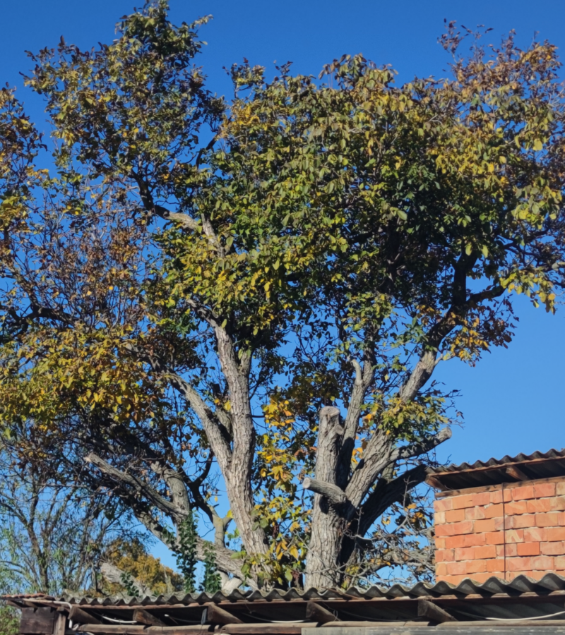 közel 60 éves diófa