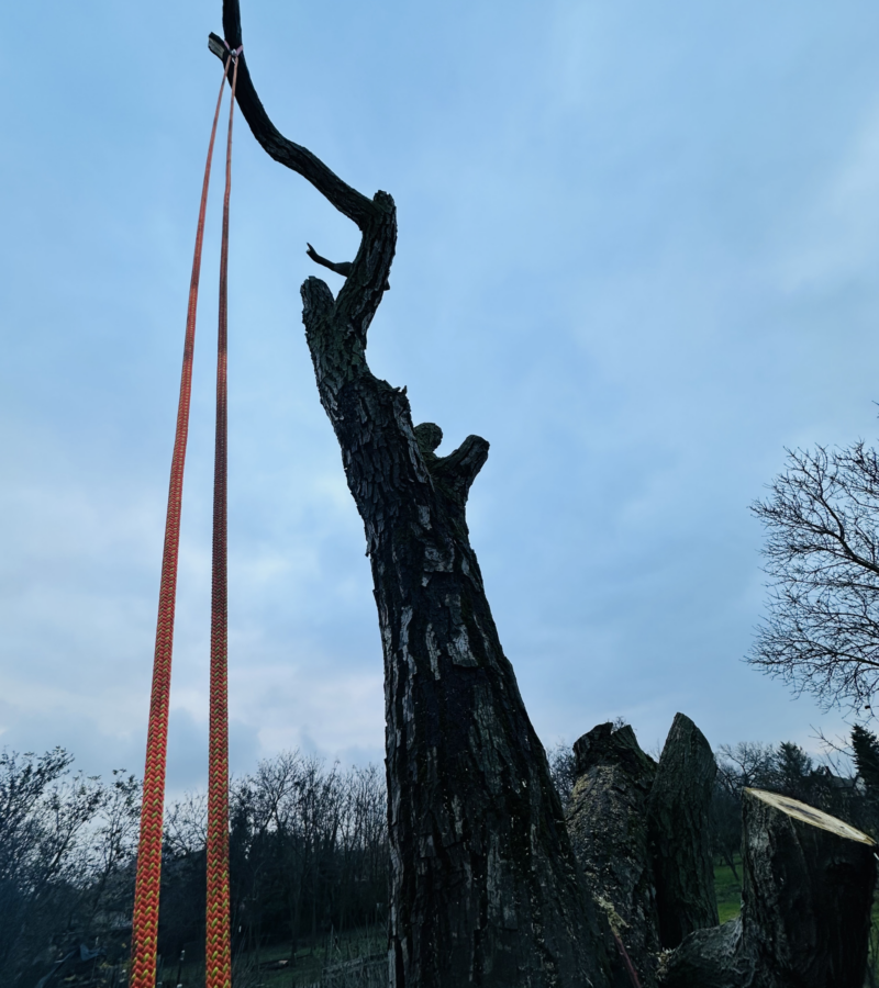 DRT anchor with cambium saver