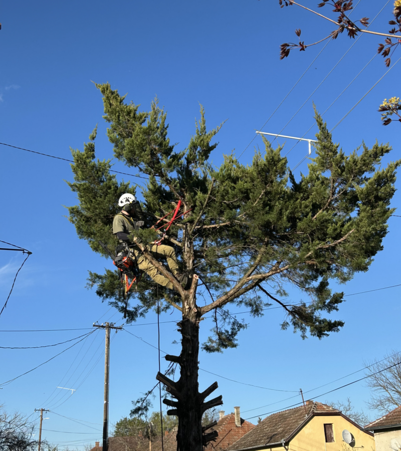 Nagy tuja visszabontás közben