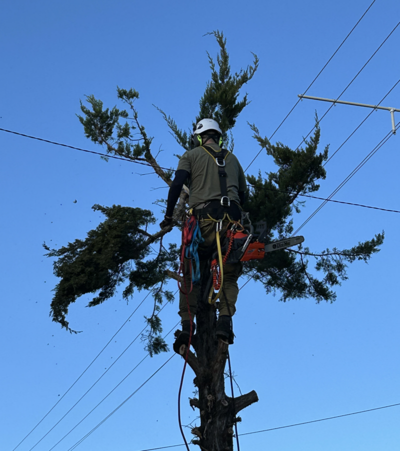 Nagy tuja visszabontás közben